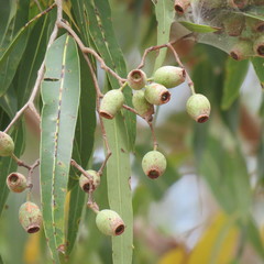 Corymbia stockeri