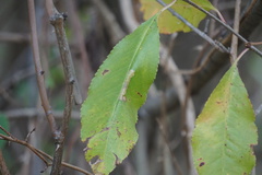 Prunus serotina