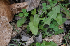 Taraxacum officinale