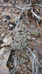 Trichodiadema marlothii