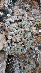 Trichodiadema marlothii