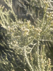 Mortonia scabrella