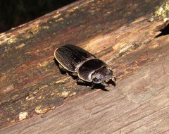 Dorcus mirabilis