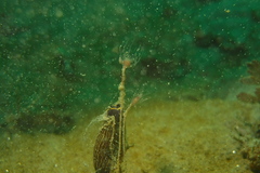 Ectopleura crocea