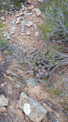Euphorbia nesemannii