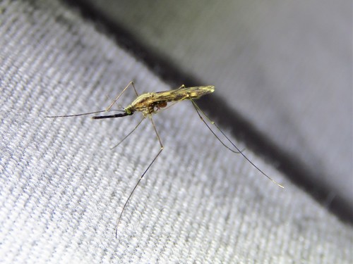 Woodland Malaria Mosquito photo 6