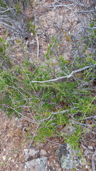Muraltia macrocarpa