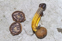 Elaphomyces muricatus