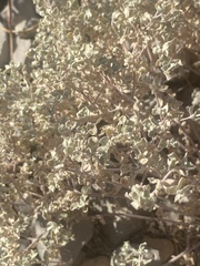 Tidestromia suffruticosa