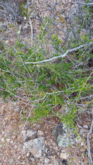 Muraltia macrocarpa