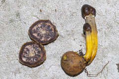 Elaphomyces muricatus