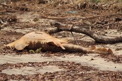 Orectolobus maculatus