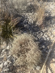 Tidestromia suffruticosa
