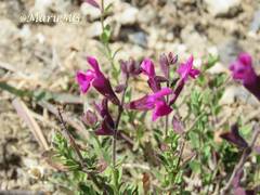 Salvia macellaria