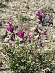 Salvia macellaria