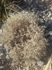 Tidestromia suffruticosa