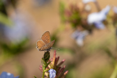Leptotes trigemmatus