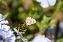 Leptotes trigemmatus