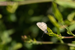 Leptotes trigemmatus