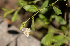 Leptotes trigemmatus