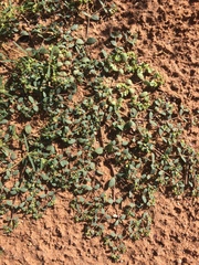 Euphorbia geyeri wheeleriana