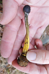 Elaphomyces muricatus