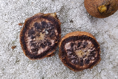 Elaphomyces muricatus