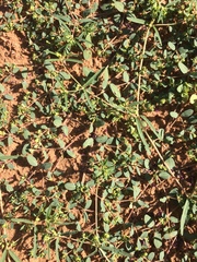 Euphorbia geyeri wheeleriana