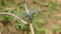 Palpopleura deceptor