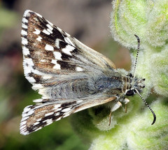 Pyrgus carthami