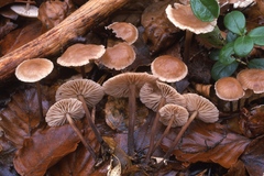 Mycetinis prasiosmus