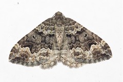 Chrysolarentia