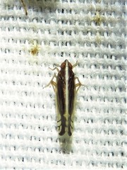 Stenocranus brunneus