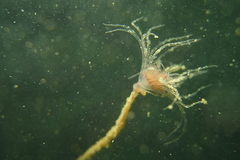 Ectopleura crocea