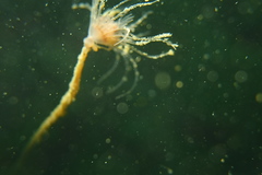 Ectopleura crocea