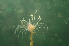 Ectopleura crocea