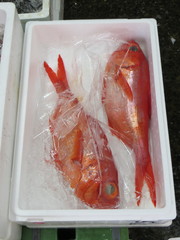 Slender Alfonsino photo 6