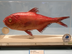 Slender Alfonsino photo 4