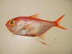 Slender Alfonsino photo 2
