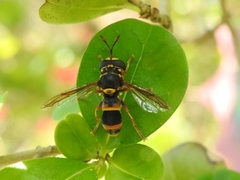 Ceriana ornata