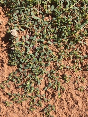 Euphorbia geyeri wheeleriana