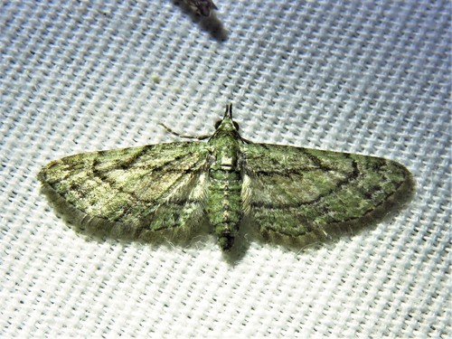 Small Pine Looper Moth photo 2