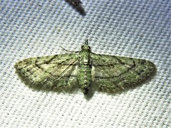 Eupithecia longidens