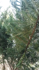 Cupressus × leylandii