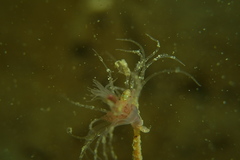 Ectopleura crocea