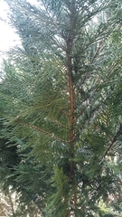 Cupressus × leylandii