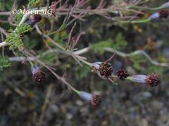 Porophyllum linaria