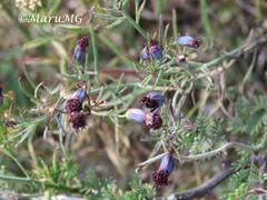 Porophyllum linaria