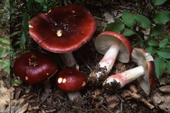 Russula rhodopus