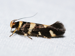 Macrobathra arrectella